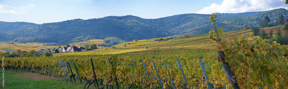 Herbstliche Weinberge im Elsass, weites Panorama