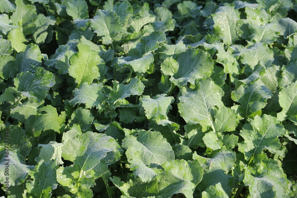 Photo of mustard greens with water drops. Photo of mustard greens with water drops.