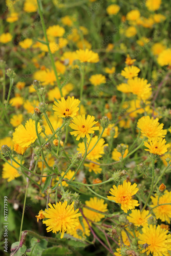 Picris hieracioides grows in the field like a weed