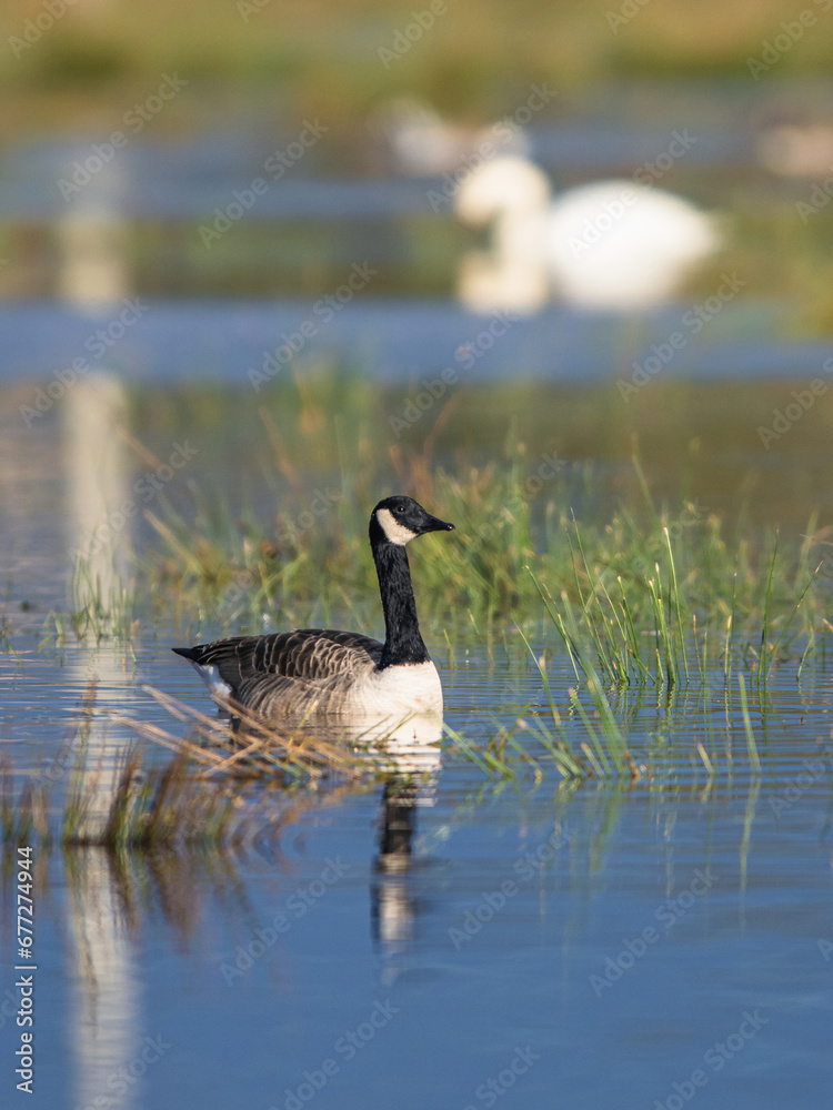 Canada Goose, Branta canadensis birds on Marshes at winter time