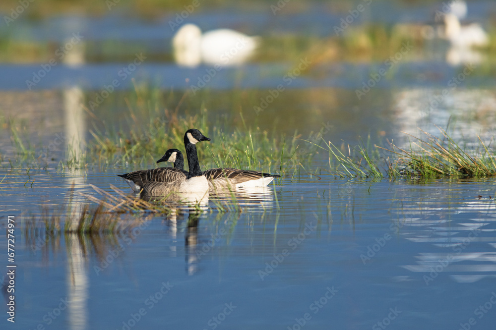 Canada Goose, Branta canadensis birds on Marshes at winter time Canada Goose, Branta canadensis birds on Marshes at winter time