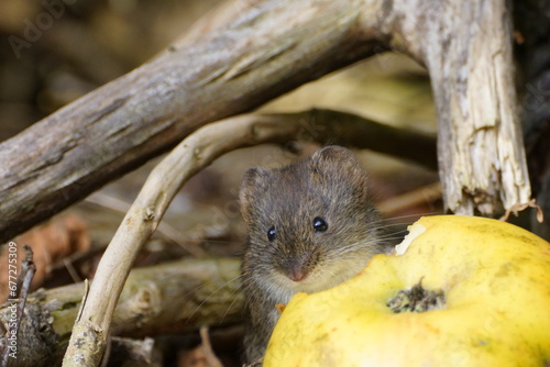 vole in action