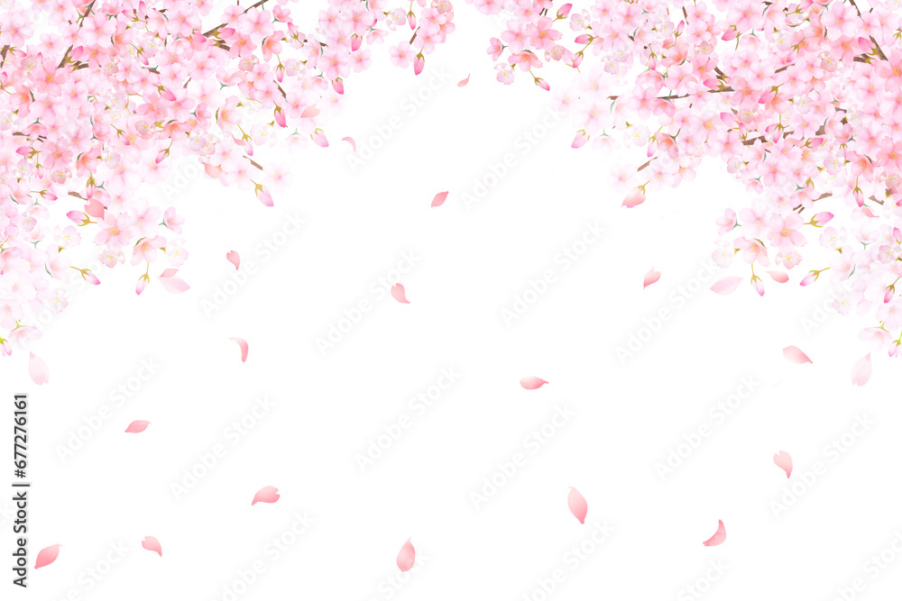 pink beautiful Saka blossoms on a white background
