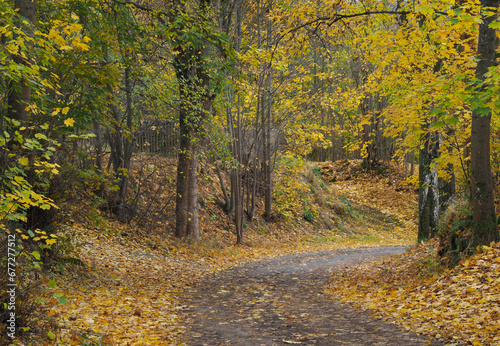 Waldweg im Herbst mit buntem Laub