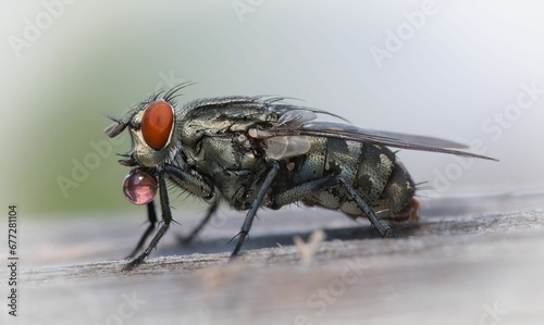 Macro shot of a Sarcophagidae flesh fly on a wooden surface photo