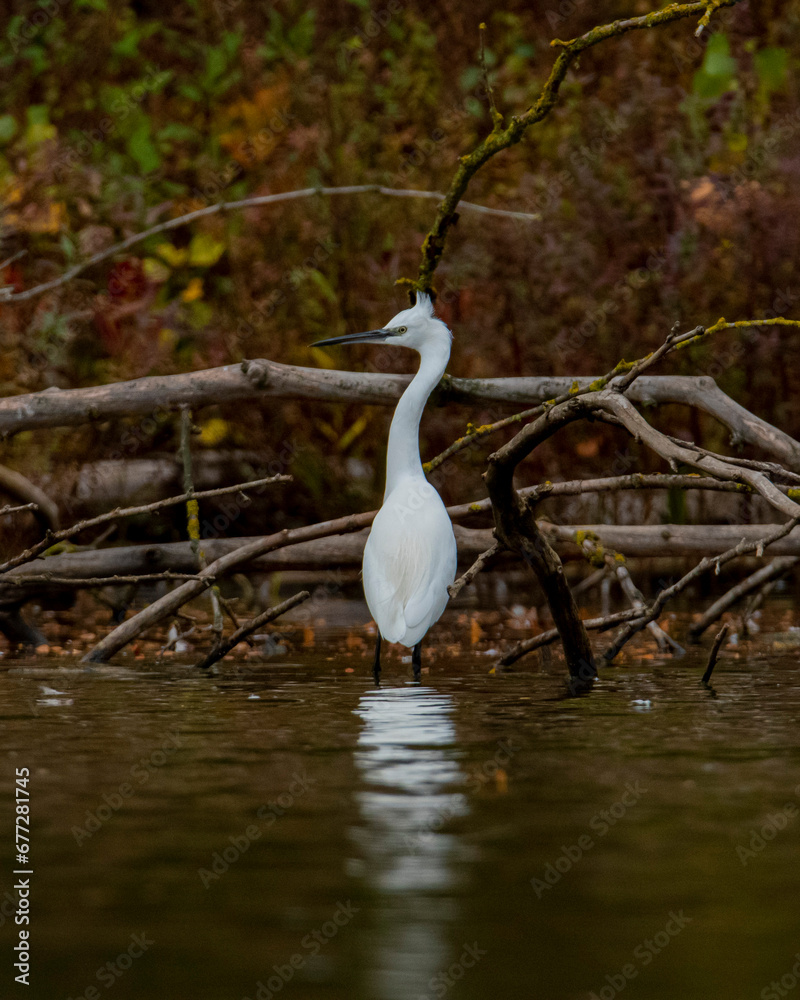 Little egret (Egretta garzetta). Autumn colors. Little egret (Egretta garzetta). Autumn colors.