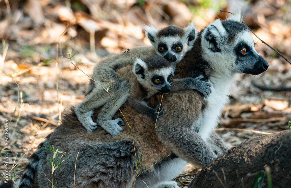 Fototapeta premium Ring-tailed lemurs in Madagascar