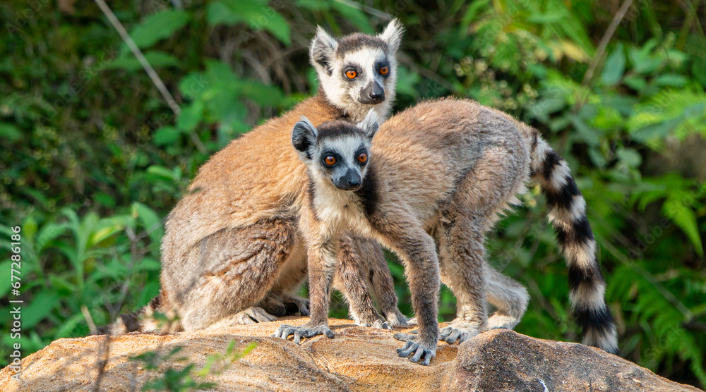 Obraz premium Ring-tailed lemurs in Madagascar