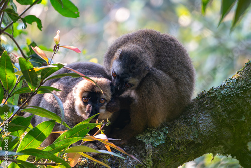 The red-fronted brown lemur (Eulemur rufifrons) in Ranomafana National Park in Madagascar photo