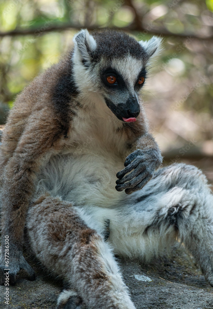 Obraz premium Ring-tailed lemurs in Madagascar