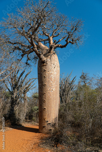 baobab trees in the Ifaty baobab tree reserve in Madagascar