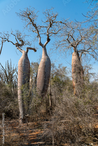 baobab trees in the Ifaty baobab tree reserve in Madagascar photo