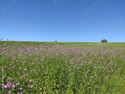 Wallpaper Mural field of flowers Torontodigital.ca