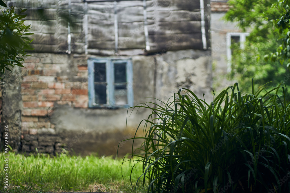 Selective focus on the bush. There is one small window on the stone wall. A wall with a stone texture. A green bush grows in front of the window. High quality photo Selective focus on the bush. There is one small window on the stone wall. A wall with a stone texture. A green bush grows in front of the window. High quality photo