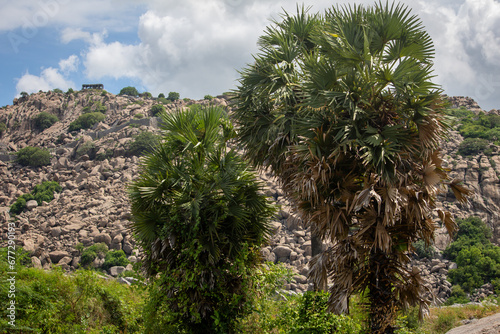 Palmyra palm trees with buildings on hilltop in the Gingee Fort, Villupuram district, Tamil Nadu, India photo