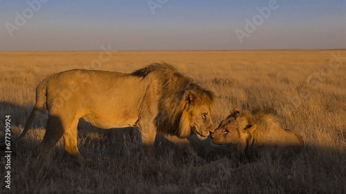 lion and lioness © Alla