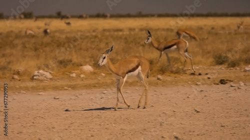 impala in the desert