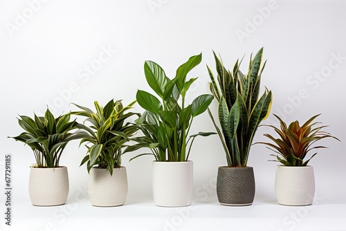 Green Oasis: Potted Plants Collection