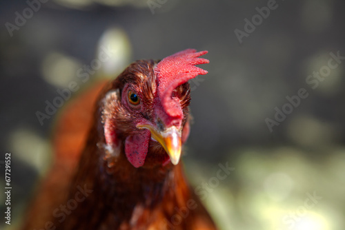 Portrait of a Red Rooster at Bayard Cutting Aboretum, Long Island photo