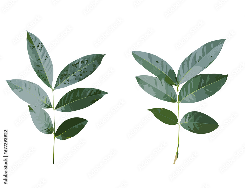 Fototapeta premium green leaves isolated on white background