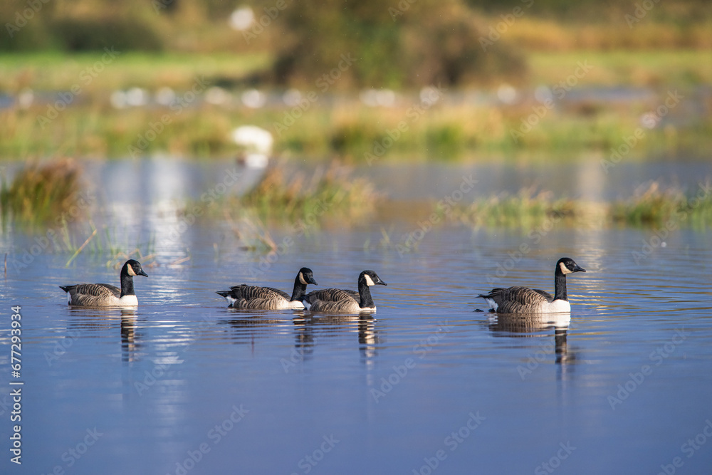 Canada Goose, Branta canadensis birdson on Marshes at winter time Canada Goose, Branta canadensis birdson on Marshes at winter time
