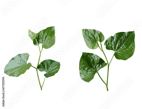 green leaves isolated on white background