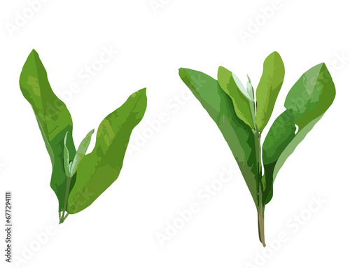Guava leaf isolated white background 