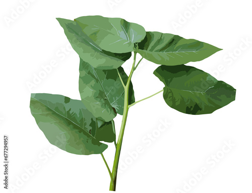 leaves isolated on white background