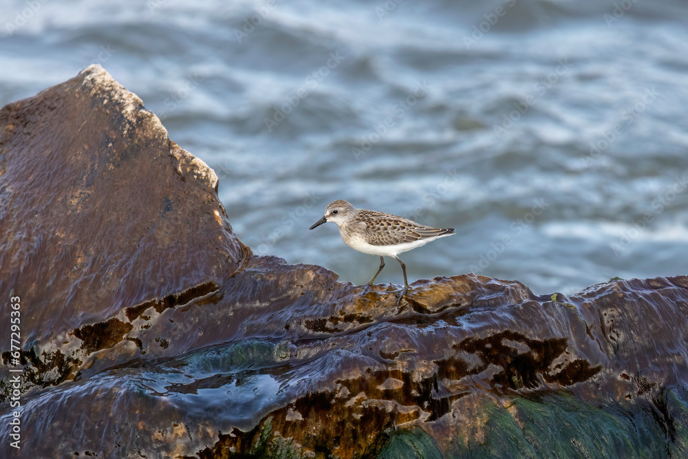 The sanderling (Calidris alba) , small wading bird on the shore of lake Michigan