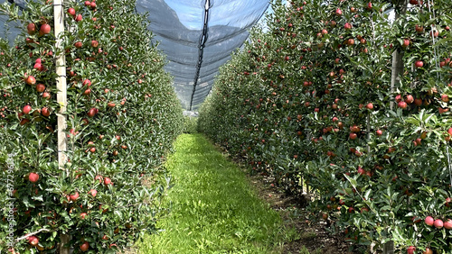 Apples in Italy