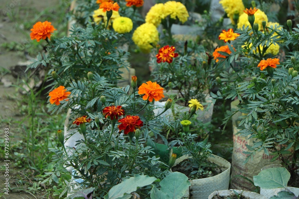 Closeup of colorful Tagetes erecta flowers in pots in the garden
