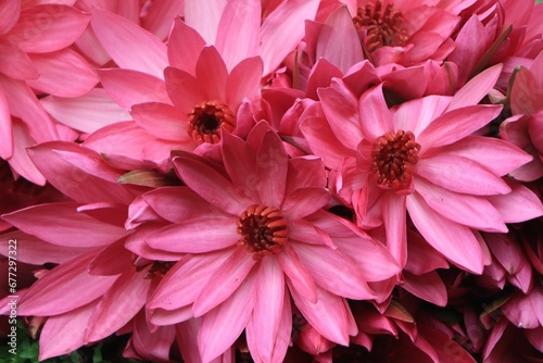 Closeup shot of pink daisy flowers