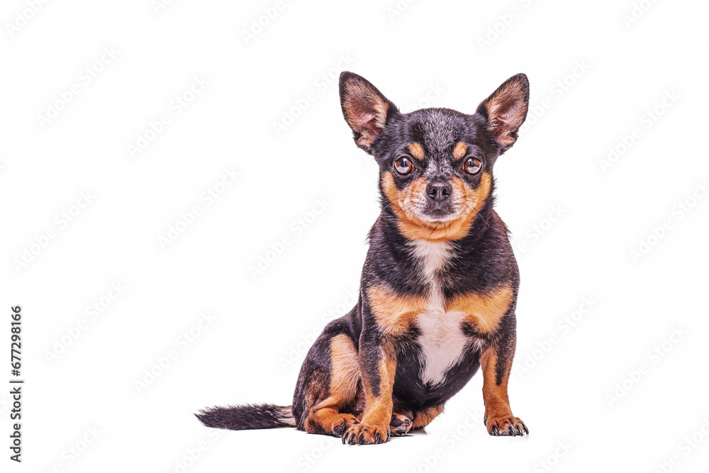 Adult dog isolated on white. Dog breed chihuahua tricolor portrait.