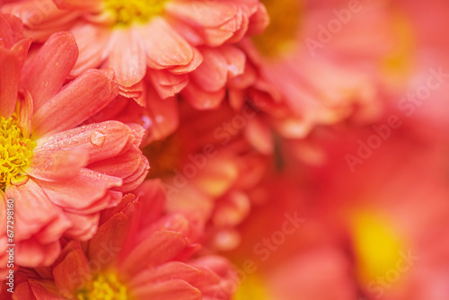 Orange chrysanthemums thin focus line and blurred background. Blooming autumn flower with drops.