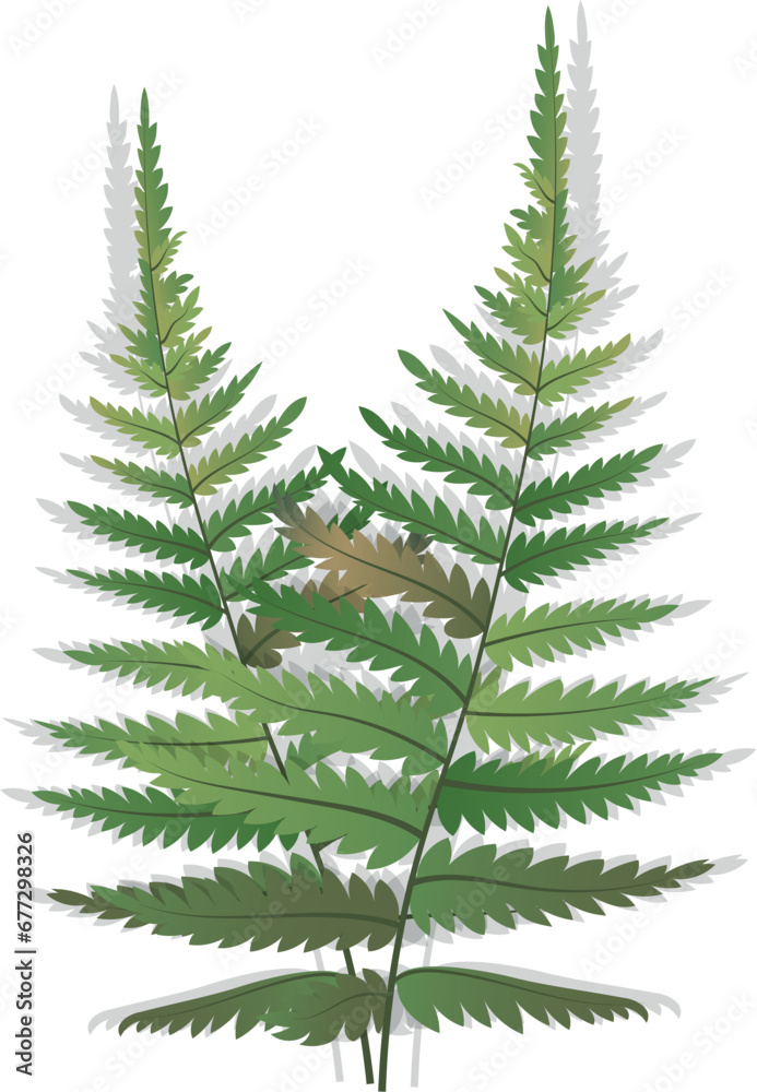 Fern's​ leaf isolated​ on​ white​ background​.Forest fern leaves. Vector illustration.