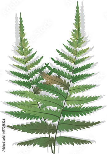 Fern s    leaf isolated    on    white    background   .Forest fern leaves. Vector illustration.