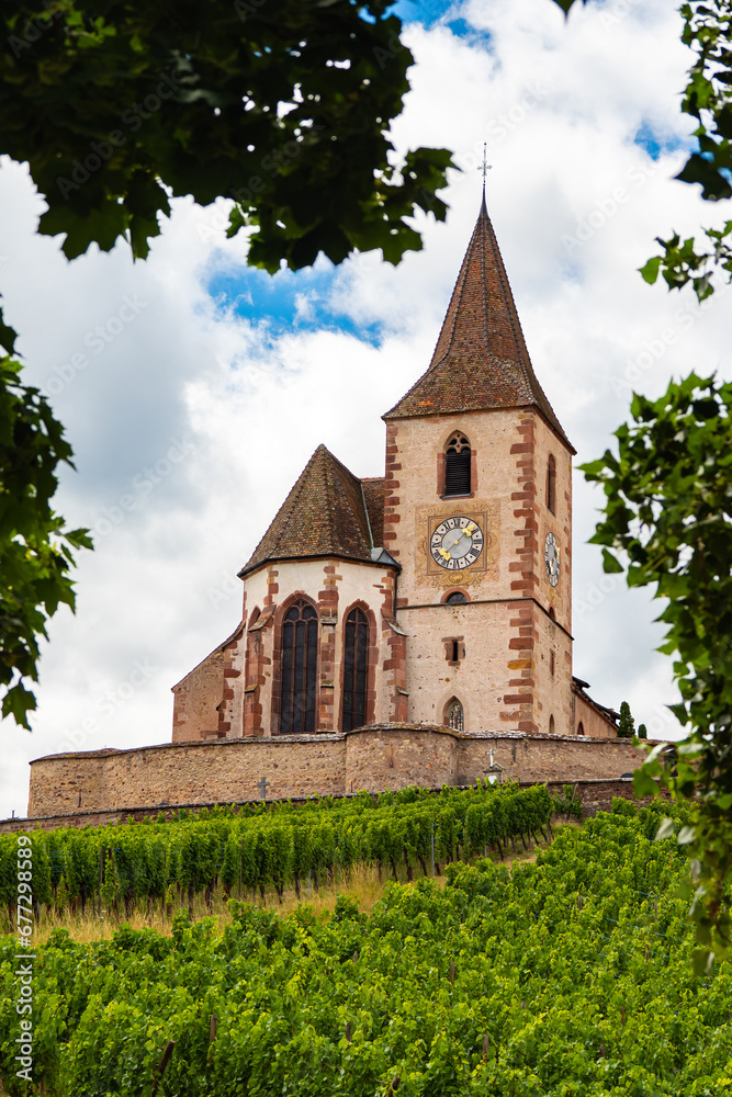 Grape vines growing in vineyard in front of French Village of Hunawihr in Alsace France