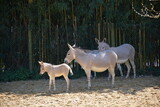 Family of Somali wild ass donkeys animals in the forest with sunlight