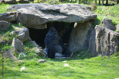 Western lowland gorilla meditating in the cave on the forest grass photo