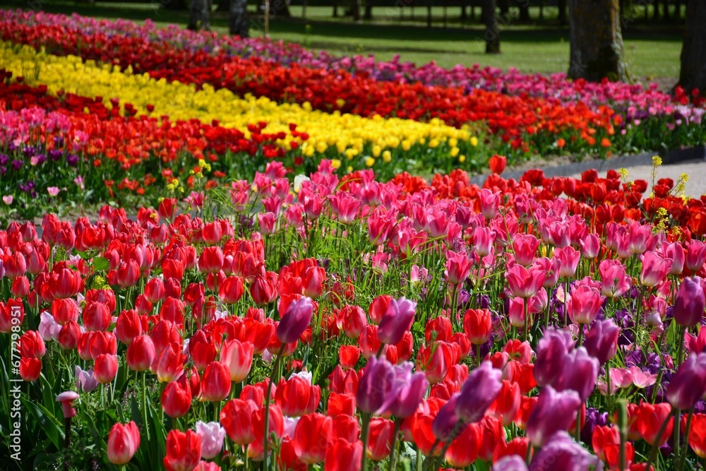 Beautiful shot of colorful garden tulips in a park
