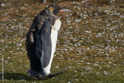 King Penguin (Aptenodytes patagonicus) moulting at Volunteer Point in the Falkland Islands. photo