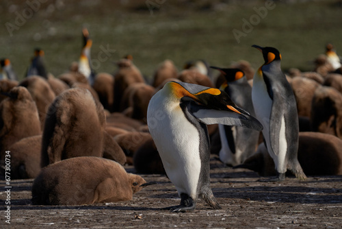 Adult King Penguin (Aptenodytes patagonicus) preening at Volunteer Point in the Falkland Islands. photo
