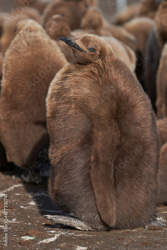 Bild auf Leinwand Young King Penguin (Aptenodytes patagonicus) covered in brown fluffy down at Volunteer Point in the Falkland Islands