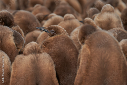 Young King Penguin (Aptenodytes patagonicus) covered in brown fluffy down at Volunteer Point in the Falkland Islands. © JeremyRichards