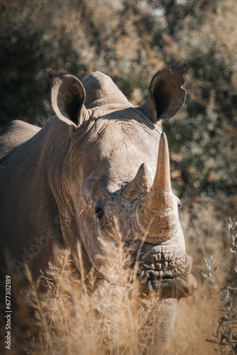 wild rhino stare 