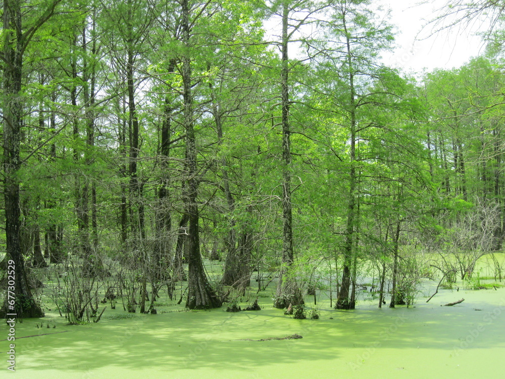 Obraz premium Cypress and Tupelo Tress in Lake Martin Swamp in Louisiana