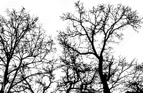 Tree branch silhouette on transparent background