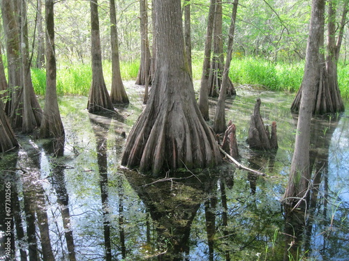 Cypress and Tupelo Tress in Lake Martin Swamp in Louisiana photo