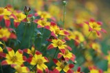 Beautiful view of a yellow and red flowers in the garden