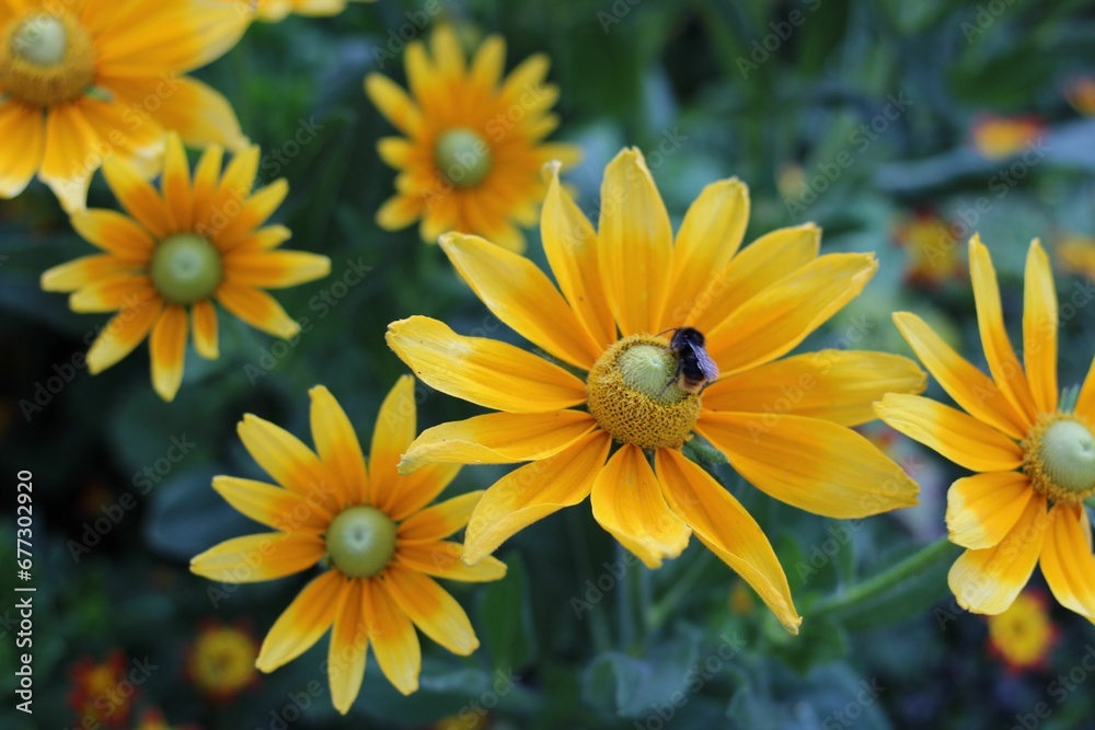 Beautiful view of Coneflowers in the garden Beautiful view of Coneflowers in the garden